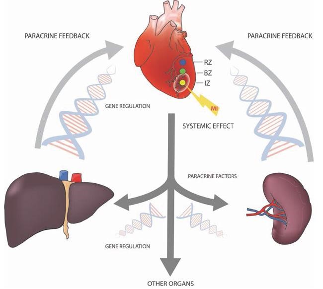 Oncotarget diagram of paracrine feedback to the heart