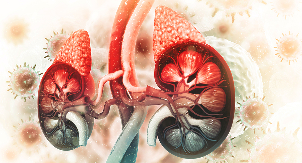 kidneys and adrenal glands
