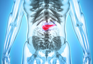 3D illustration of Pancreas - part of digestive