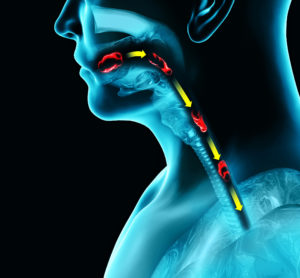 An image depicting the nasopharynx, pharynx, and the oropharynx.
