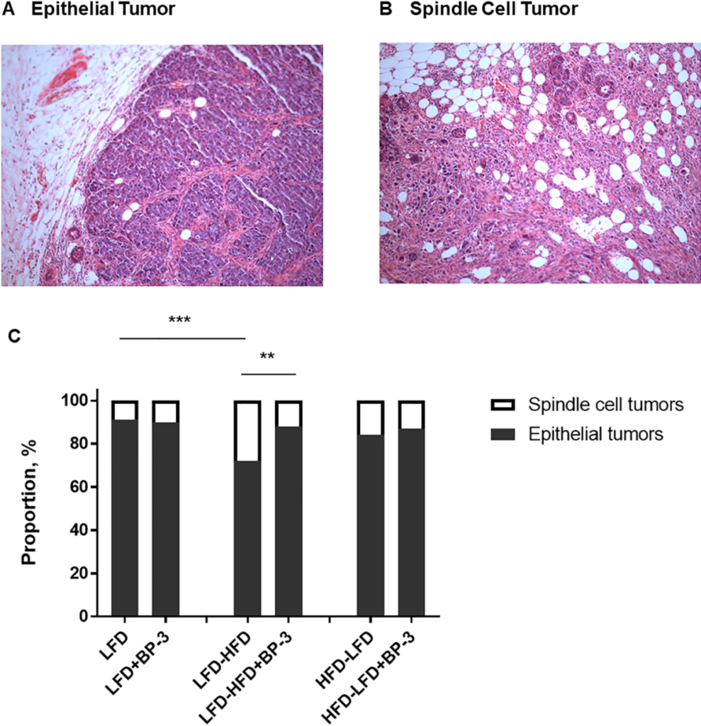 Figure 2: BP-3 increased the proportion of epithelial tumors in mice fed an adult-restricted HFD.