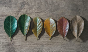 Gradient leaves on different stage autumns senescence on empty wooden