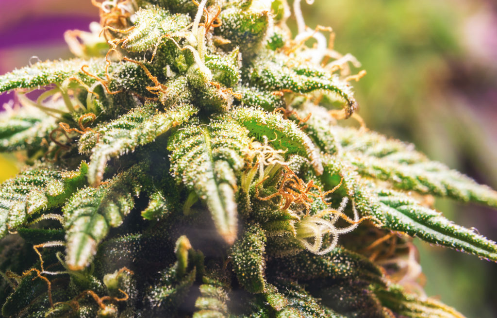 Close up of female Cannabis flower with a high production of cannabinoid resin
