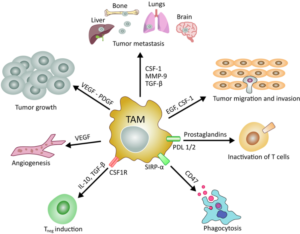 Figure 1: Main roles of tumor associated macrophages in cancer development and maintenance.