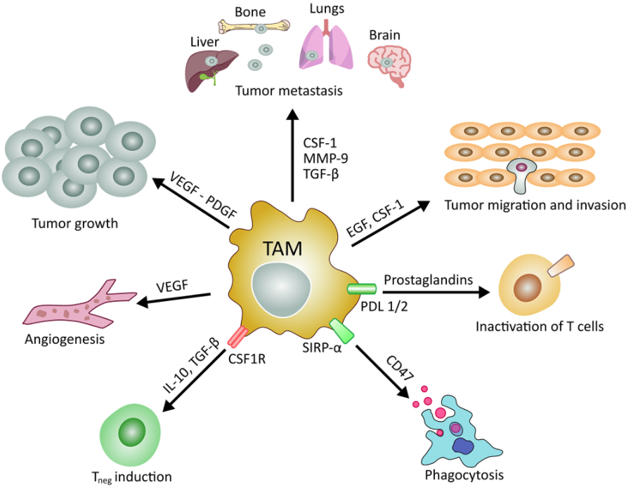 Figure 1: Main roles of tumor associated macrophages in cancer development and maintenance. 