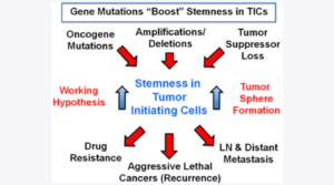 Figure 16: A mutation-independent approach to cancer therapy.