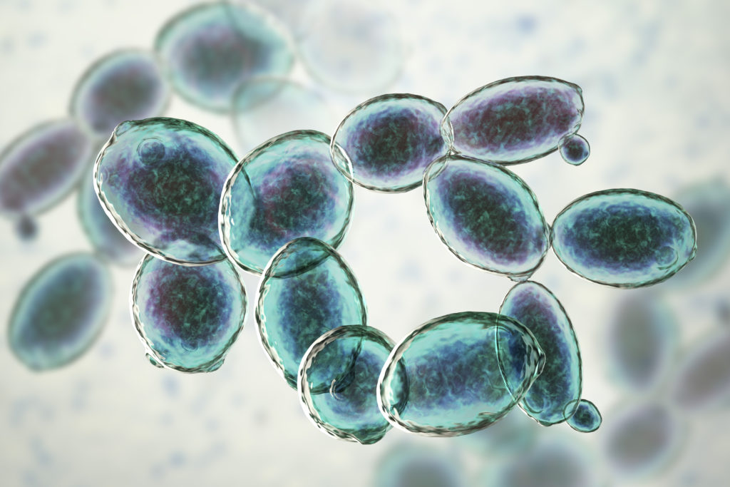 Saccharomyces cerevisiae yeast, 3D illustration. Microscopic fungi, baker's or brewer's yeast, are used as probiotics to restore normal flora of intestine.