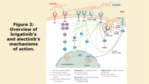 Figure 2: Overview of brigatinib’s and alectinib’s mechanisms of action. Receptor targets of each drug are depicted through the cell membrane and the following pathways and pathophysiological motives affected are depicted from the cell surface to the nucleus. Alectinib acts through ALK and RET, involved mainly in survival and proliferation, while brigatinib acts also through ALK and FLT3, IGF1R, and EGFR, signaling through overlapping intracellular mechanisms affecting cell survival and proliferation, metastasis, apoptosis and migration. Bibliographical validation information of interactions on the predicted mechanisms of action are shown in Supplementary data (Supplementary Table 1).