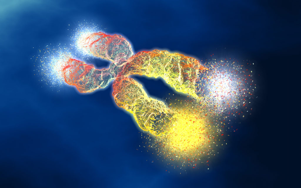 Chromosome with shortened telomeres