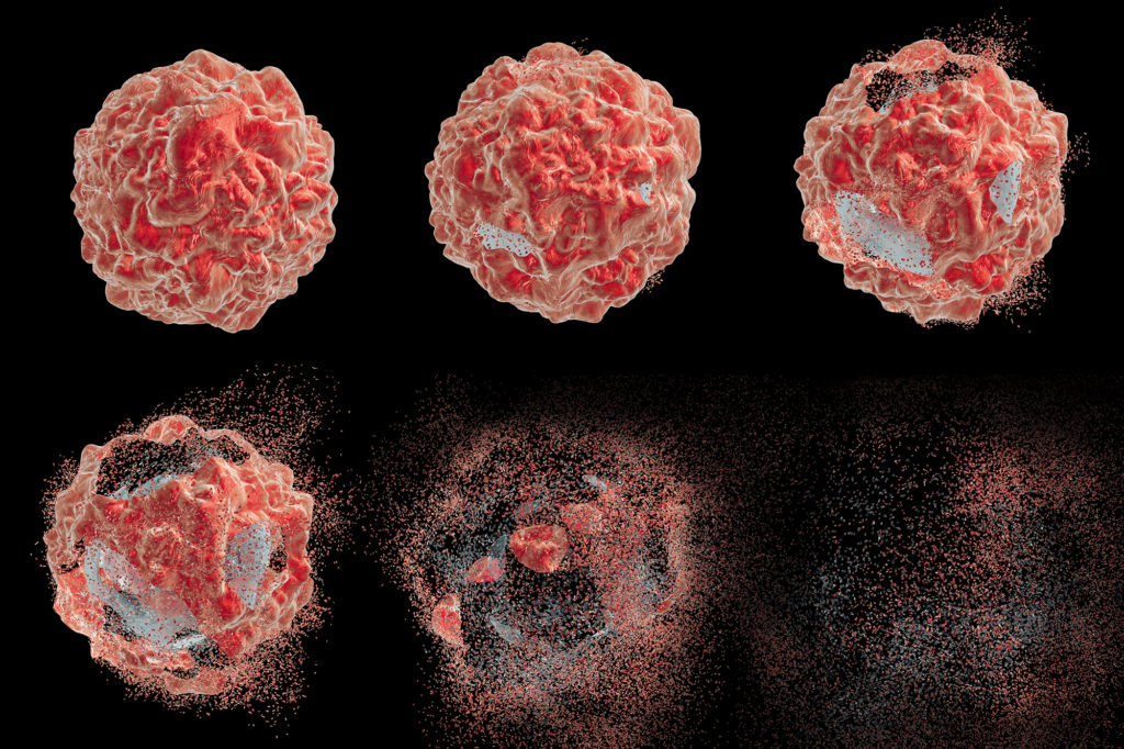 3D illustration of the stages of cell apoptosis.