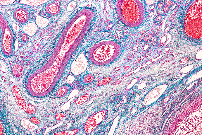 Anatomy and physiology of Ovary under the microscopic in laboratory.