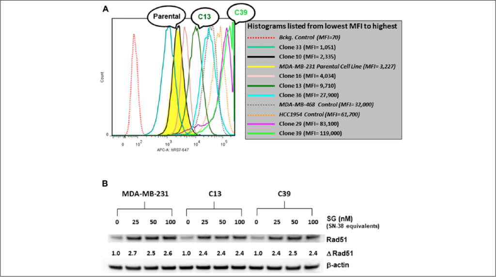 Figure 2: FACS analysis of various MDA-MB-231 Trop-2-transfectants and assessment of SG-mediated changes in Rad51 expression.