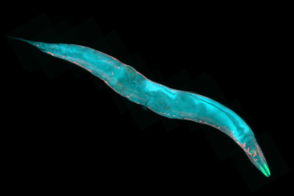 Caenorhabditis elegans, a free-living transparent nematode (roundworm), about 1 mm in length. Fluorescence micrograph.