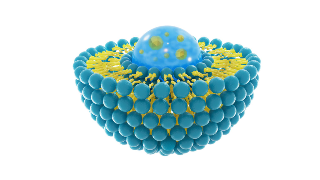 Liposome structure cell 3D rendering