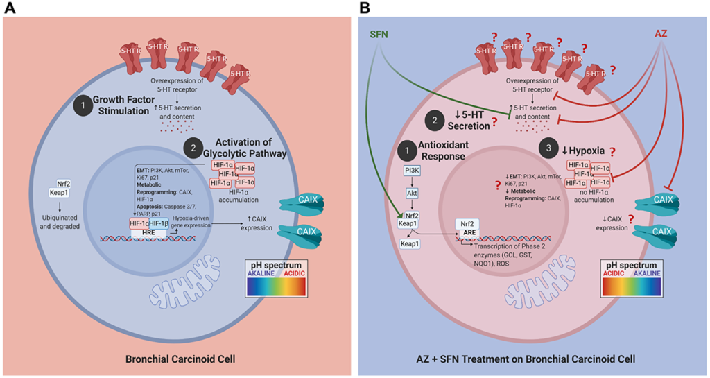 Figure 9: Proposed schema of AZ, SFN, and AZ+SFN targeting the pro-survival pathways in BC. Cells.