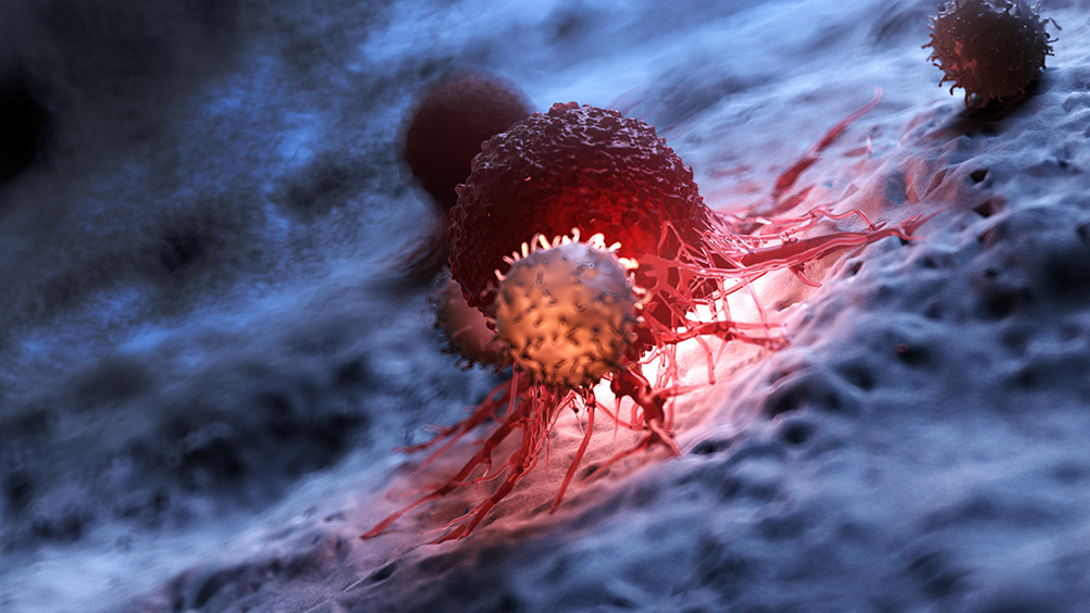 3D rendered medically accurate illustration of white blood cells attacking a cancer cell.