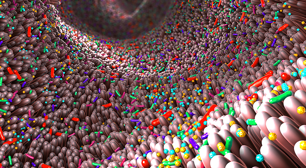 Illustration of the gut microbiome