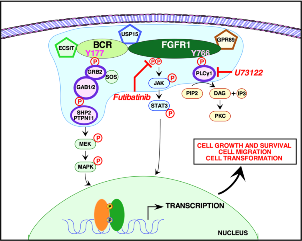 Figure 6: Signaling pathways activated by BCR-FGFR1.