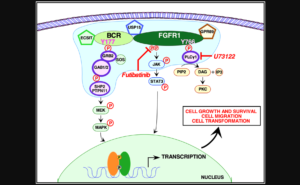 Figure 6: Signaling pathways activated by BCR-FGFR1.