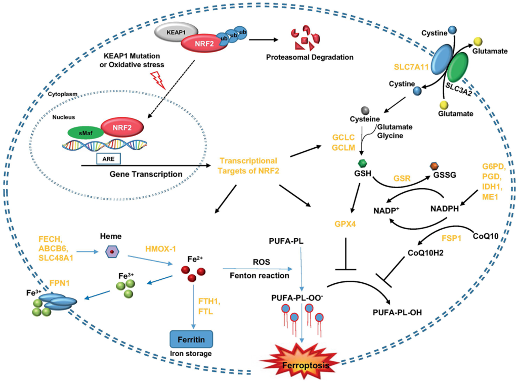 Figure 1: KEAP1-NRF2 axis and its molecular effectors in the regulation of ferroptosis.