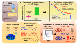 Figure 1: Graphical representation of the main findings of the summarized paper.