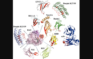 Figure 3: Various scaffolds utilized to engineer binders to Ras and their binding epitopes. Targeting Ras in Cancer Therapies: Advances in Protein Engineering