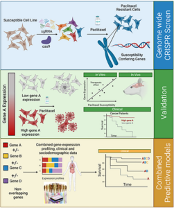 Figure 1: From genome-wide CRISPR screen to the creation of combined predicting models.